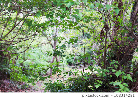 茂密森林中的狀況 茂密森林中的狀況 108314281