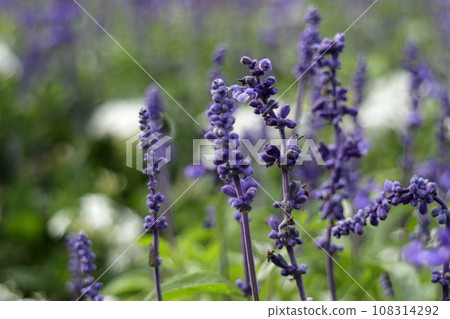 Lavender flowers Lavender flowers 108314292