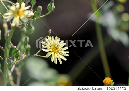 Akinonogi Akinonogi 108314350