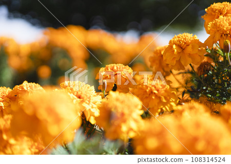 明亮的橙色萬壽菊 108314524