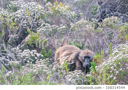 Baboon near cape of good hope 108314544