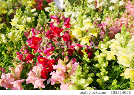 Red and yellow snapdragons in full bloom in the park ~3:2 version Red and yellow snapdragons in full bloom in the park ~3:2 version 108314606