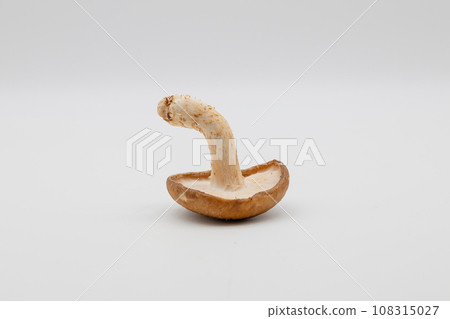 White background, one shiitake mushroom, and a stone that is bent as if pointing White background, one shiitake mushroom, and a stone that is bent as if pointing 108315027