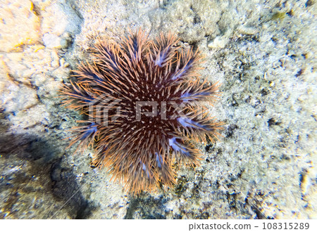 Crown-of-thorns starfish that usually lives in coral reefs Crown-of-thorns starfish that usually lives in coral reefs 108315289