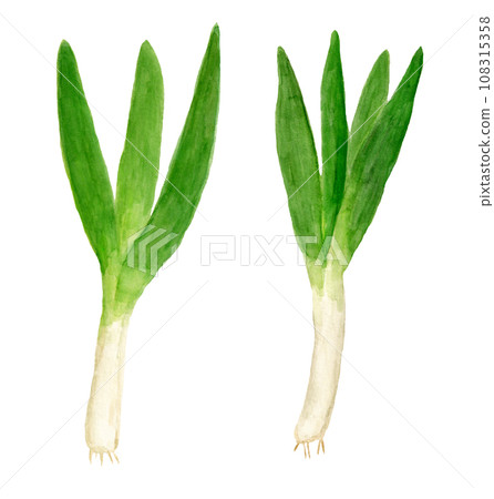 Hand-drawn watercolor illustration of Yamato futo green onion Hand-drawn watercolor illustration of Yamato futo green onion 108315358