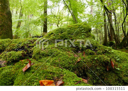 Aokigahara sea of tree Jyukai and hyoketsu ice cave in Mt Fuji and Mt Ohmuro in shizuoka and Yamanashi, Japan. 108315511