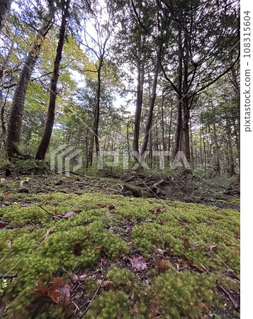 Aokigahara sea of tree Jyukai and hyoketsu ice cave in Mt Fuji and Mt Ohmuro in shizuoka and Yamanashi, Japan. Aokigahara sea of tree Jyukai and hyoketsu ice cave in Mt Fuji and Mt Ohmuro in shizuoka and Yamanashi, Japan. 108315604