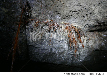 Aokigahara sea of tree Jyukai and hyoketsu ice cave in Mt Fuji and Mt Ohmuro in shizuoka and Yamanashi, Japan. 108315631