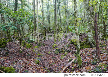 Aokigahara sea of tree Jyukai and hyoketsu ice cave in Mt Fuji and Mt Ohmuro in shizuoka and Yamanashi, Japan. Aokigahara sea of tree Jyukai and hyoketsu ice cave in Mt Fuji and Mt Ohmuro in shizuoka and Yamanashi, Japan. 108315656