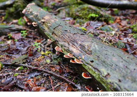 Aokigahara sea of tree Jyukai and hyoketsu ice cave in Mt Fuji and Mt Ohmuro in shizuoka and Yamanashi, Japan. 108315664