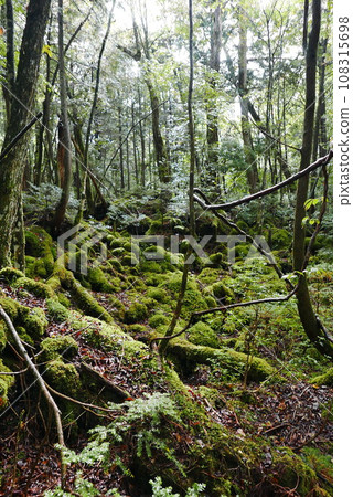 Aokigahara sea of tree Jyukai and hyoketsu ice cave in Mt Fuji and Mt Ohmuro in shizuoka and Yamanashi, Japan. 108315698