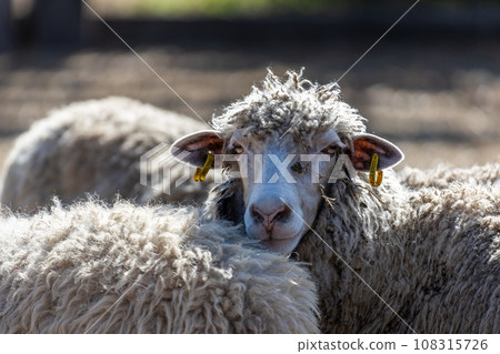 The sheep peacefully graze in the pen. A lot of beautiful lambs. The rays of the sun illuminate the white, black, and brown wool of the sheep. They huddle together, sharing warmth and companionship. 108315726
