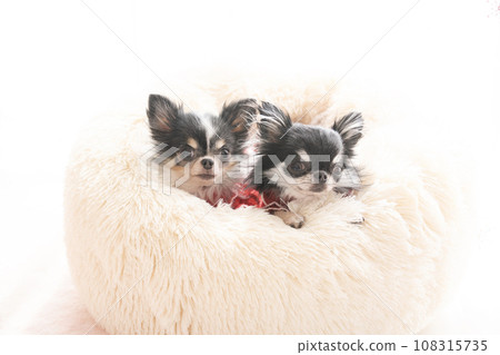 Chihuahuas Potimo and Cute in a white bed 108315735