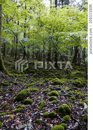 Aokigahara sea of tree Jyukai and hyoketsu ice cave in Mt Fuji and Mt Ohmuro in shizuoka and Yamanashi, Japan. 108315806