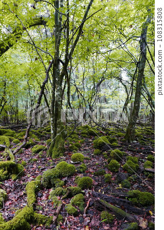 Aokigahara sea of tree Jyukai and hyoketsu ice cave in Mt Fuji and Mt Ohmuro in shizuoka and Yamanashi, Japan. 108315808