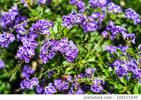 Duranta erecta also known as golden dewdrop, pigeon berry Duranta erecta also known as golden dewdrop, pigeon berry 108315846