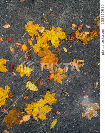 Yellow leaves on asphalt in a puddle, the beginning of the winter season. Vertical photo Yellow leaves on asphalt in a puddle, the beginning of the winter season. Vertical photo 108315956