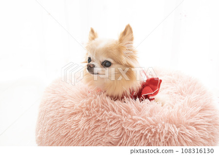 Chihuahua Jet in a pink bed 108316130