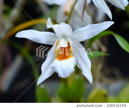 Coelogyne Mooreana flower, vietnamese plant 108316159