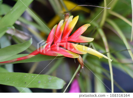 Heliconia psittacorum growing in Malaysia 108316164