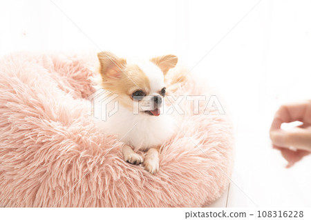 Chihuahua land staring at snacks 108316228