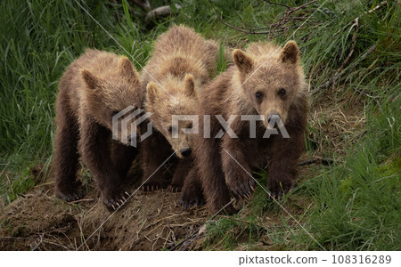 Brown Bear Fishing for Sockeye Salmon in Alaksa  108316289