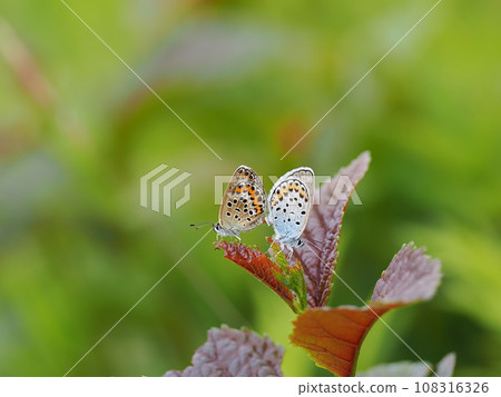 Powered by Translate 108316326