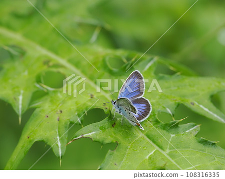 由翻譯提供支持 108316335