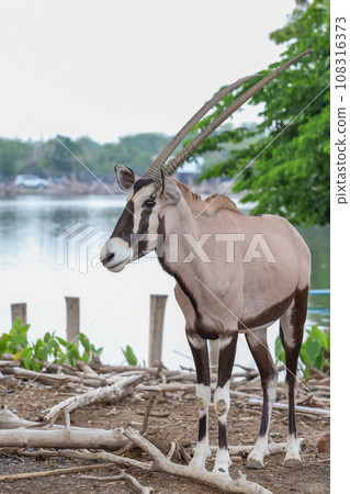 The oryx animal is long horn and beautiful animal in garden 108316373