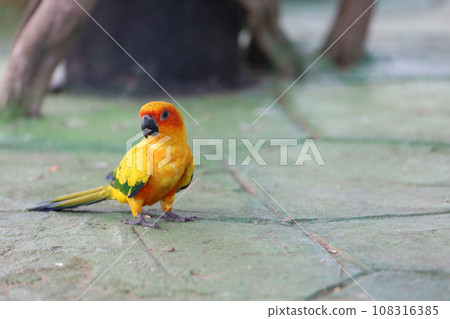 The mini parrot bird on floor The mini parrot bird on floor 108316385