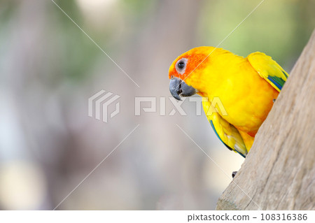 The mini parrot bird on stick tree The mini parrot bird on stick tree 108316386