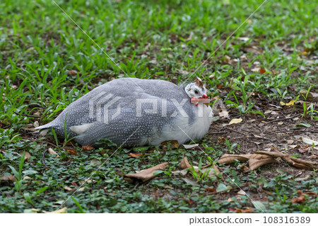 The guineafowl is rest on nature garden under tree The guineafowl is rest on nature garden under tree 108316389