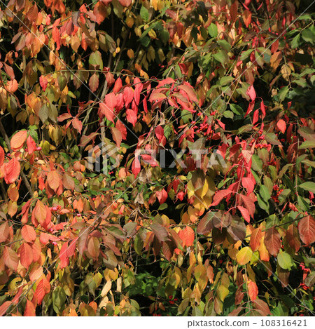 Colorful leaves of a Euonymus Europaeus scrub. 108316421