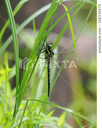 Sarasayanma 108316474