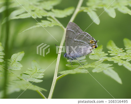 Hiro Obsidian Hiro Obsidian 108316495