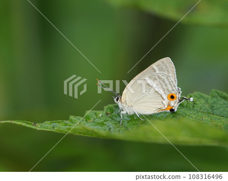 Hiro Obsidian 108316496