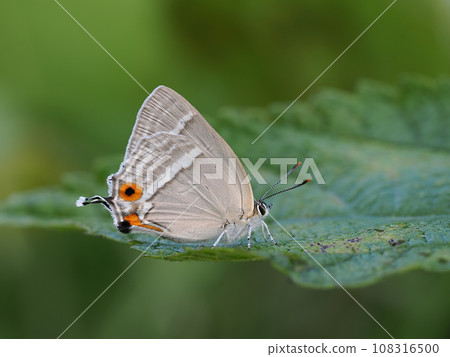 Hiro Obsidian 108316500