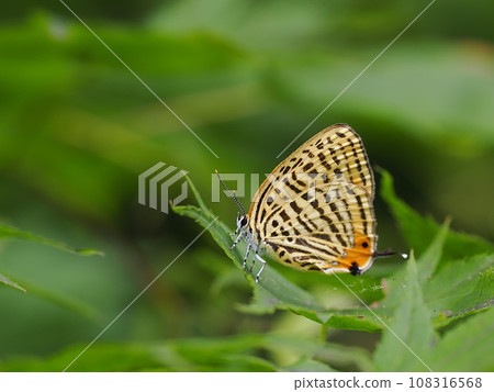 Ura Nami Akashijimi 108316568