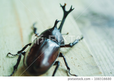 Beetle breeding 108316680