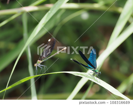 Red-tailed dragonfly 108316689