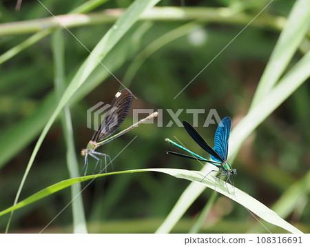 Red-tailed dragonfly Red-tailed dragonfly 108316691
