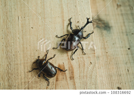 Beetle breeding 108316692
