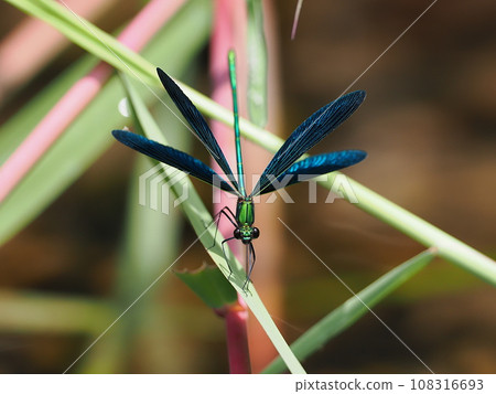 Red-tailed dragonfly 108316693