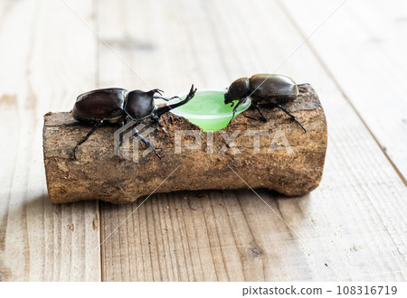 Beetle breeding Beetle breeding 108316719