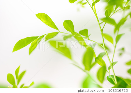 絲綢茉莉花 絲綢茉莉花 108316723