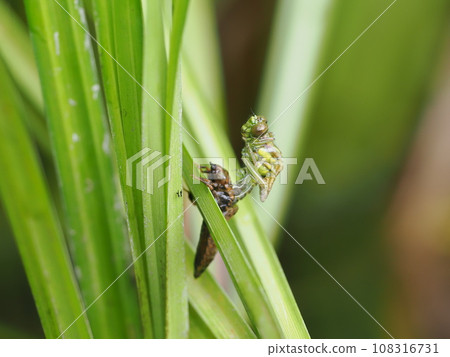 Ogylosaniae Ogylosaniae 108316731