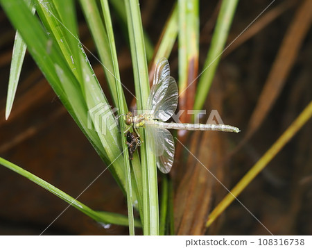 Ogylosaniae Ogylosaniae 108316738