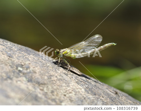 Ogylosaniae Ogylosaniae 108316739