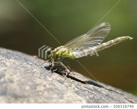 Ogylosaniae Ogylosaniae 108316740