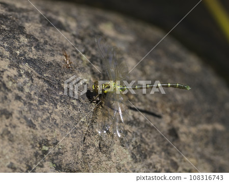 Ogylosaniae Ogylosaniae 108316743